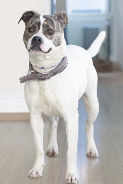 CoCo Puff, a Adoptable mixed breed in Bedford, IN image 6/6