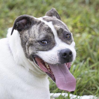 CoCo Puff, a Adoptable mixed breed in Bedford, IN image 1/6