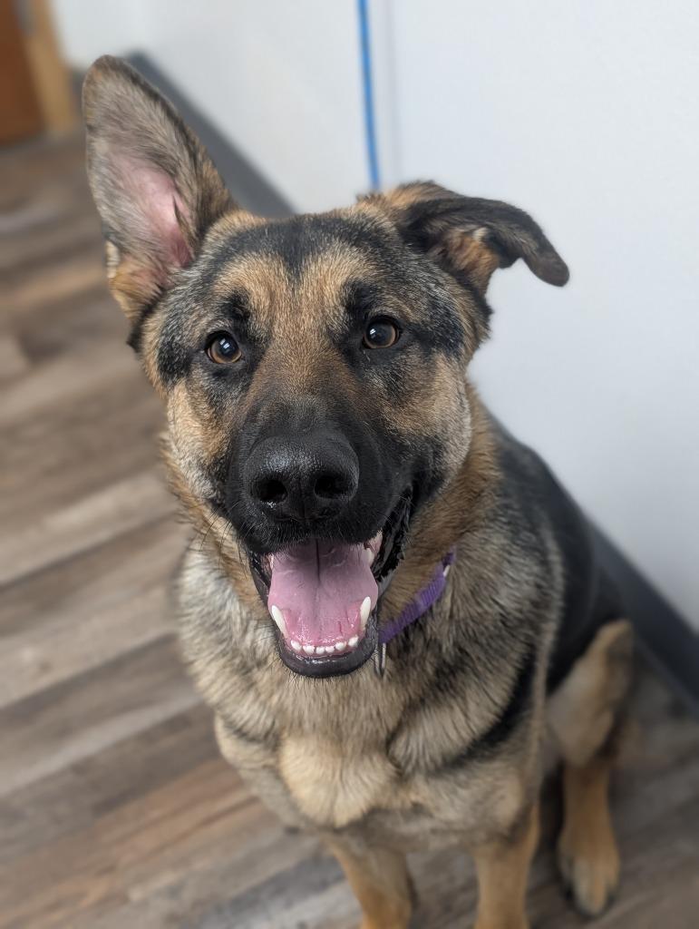 Lilly, Adoptable, Adult Female German Shepherd Dog.