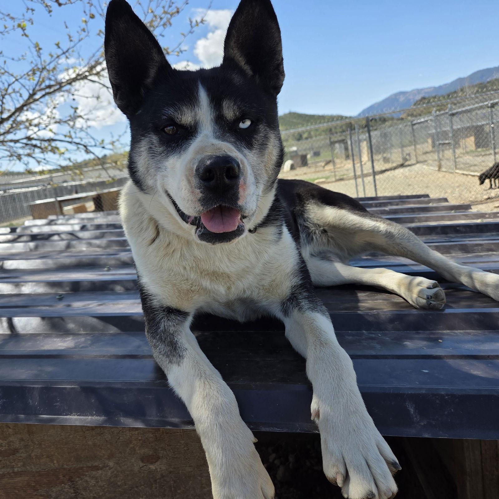 Calypso, Adoptable, Adult Female Husky & McNab.