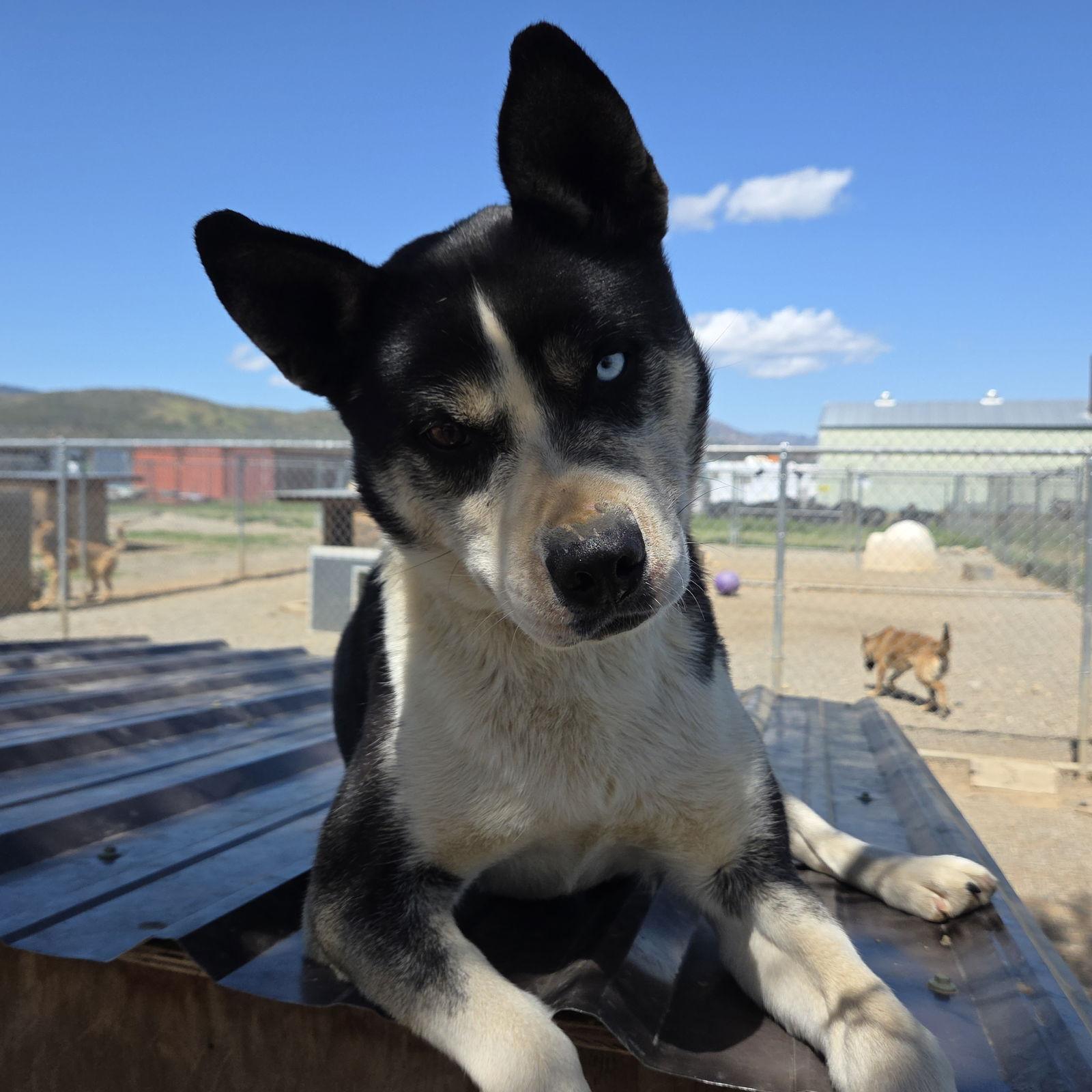 Calypso, a Adoptable mixed breed in Yreka, CA image 2/6