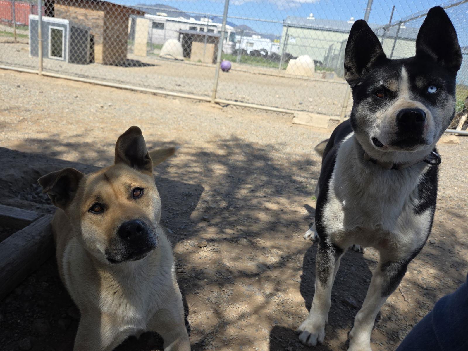 Calypso, Adoptable, Adult Female Husky & McNab.