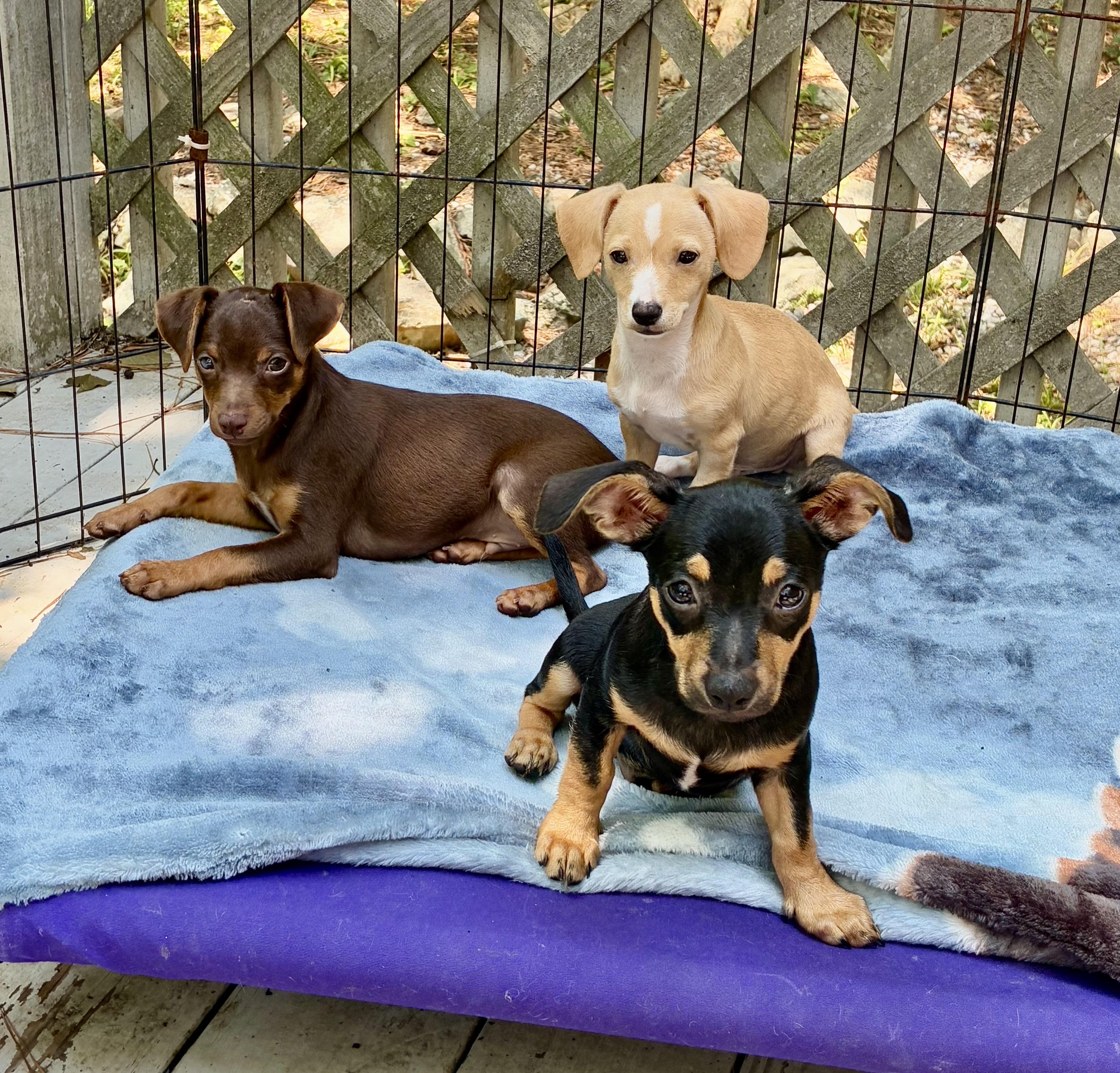 Enlarge Huckleberry - Chiweenie Cuties, an adopted mixed breed in Concord, NH image 3/3