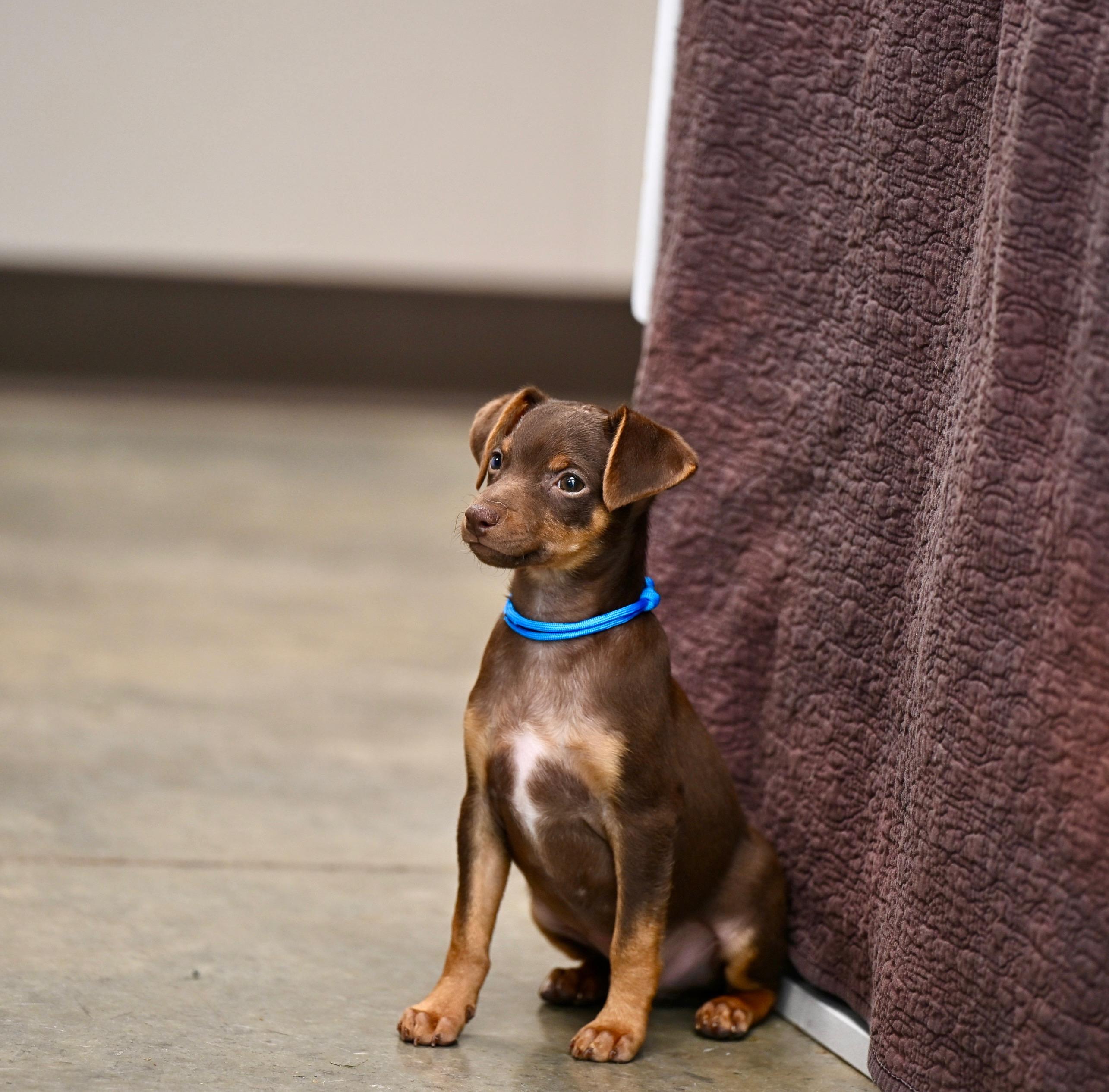 Huckleberry - Chiweenie Cuties, adopted, Puppy Male Dachshund & Chihuahua.