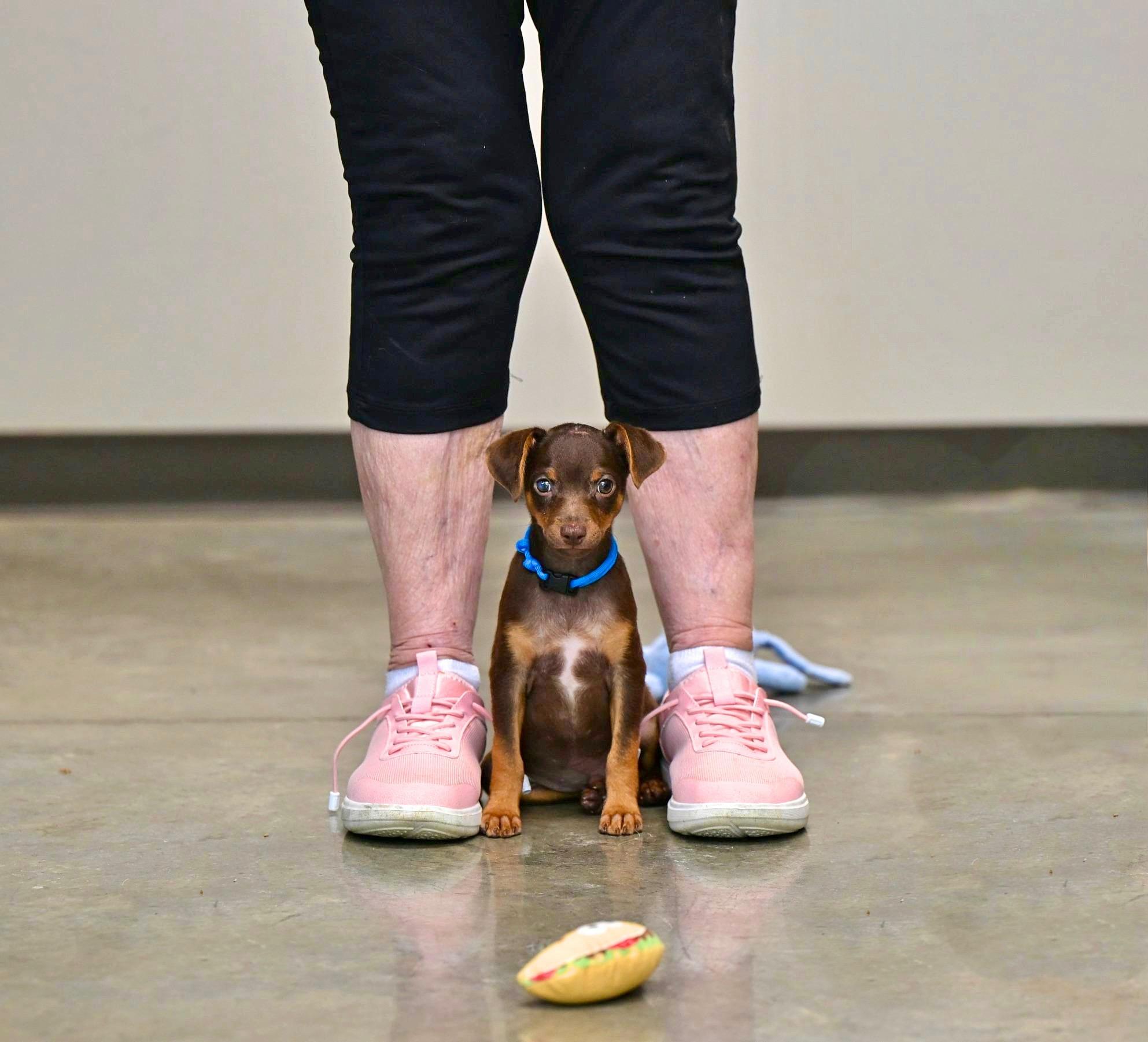 Enlarge Huckleberry - Chiweenie Cuties, an adopted mixed breed in Concord, NH image 2/3