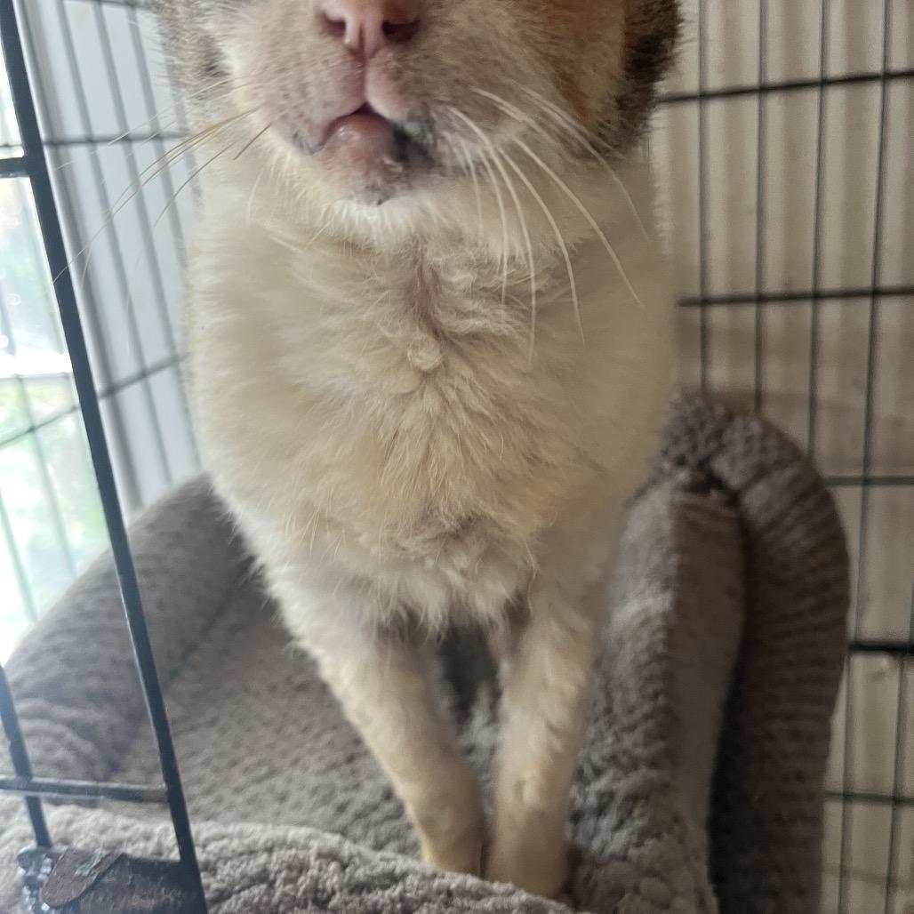 Marnie, Adoptable, Senior Female Domestic Short Hair.