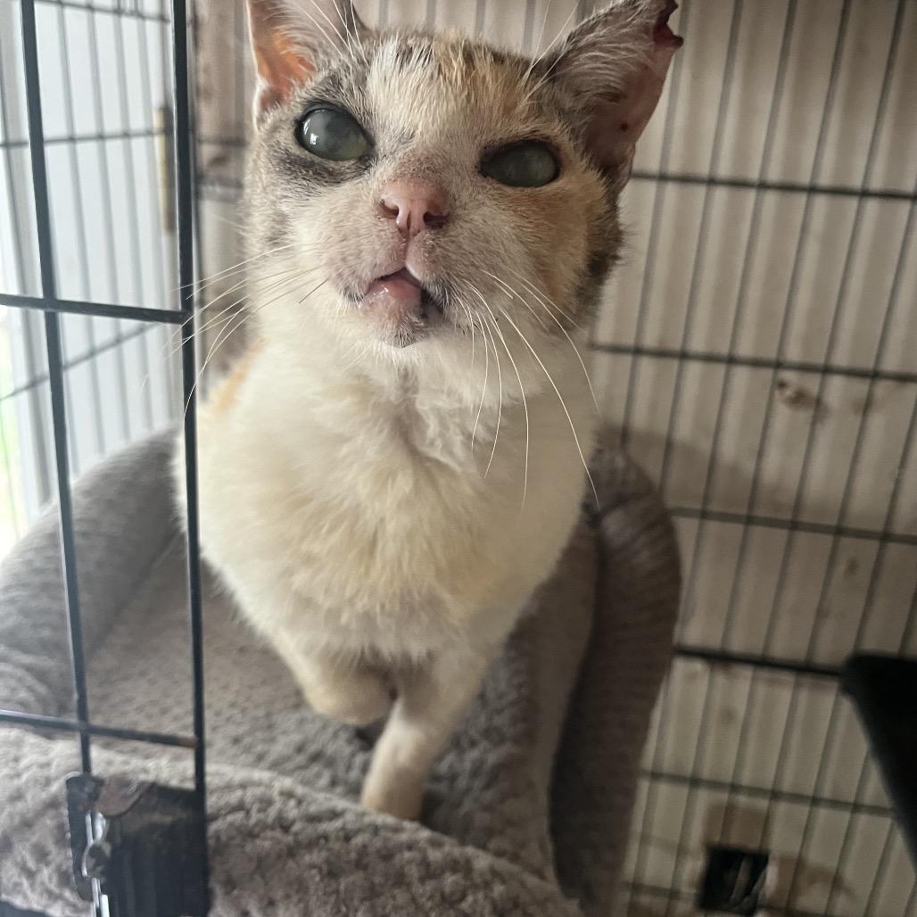 Marnie, a Adoptable Domestic Short Hair in Volcano, HI image 2/3