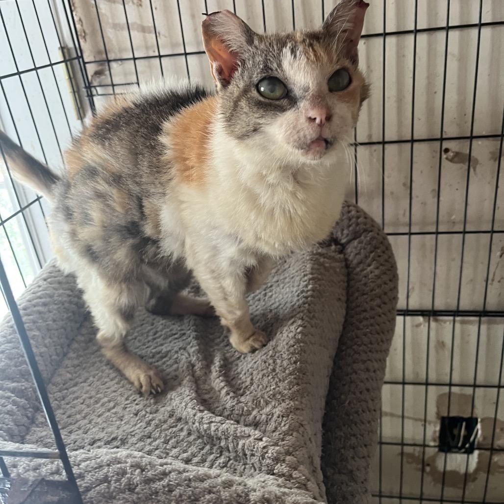 Marnie, a Adoptable Domestic Short Hair in Volcano, HI image 3/3