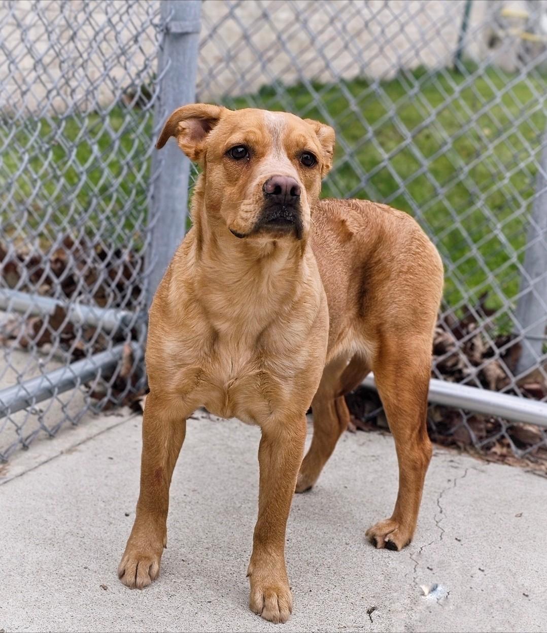 Minnie, Adoptable, Adult Female Labrador Retriever & Spaniel.