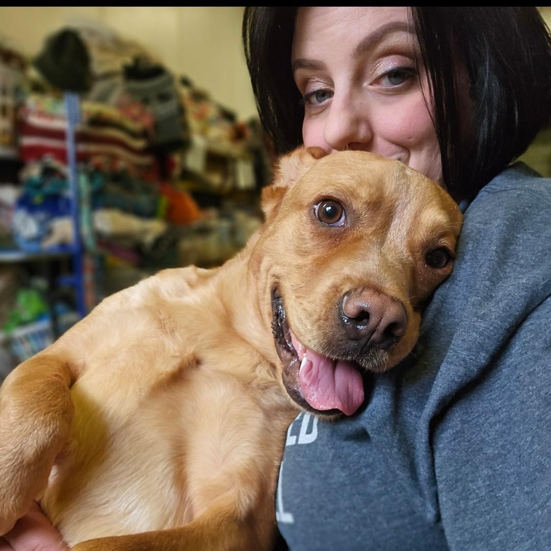 Enlarge Minnie, a Adoptable mixed breed in Bay City, MI image 3/3