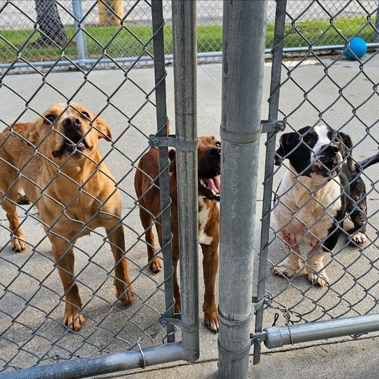 Enlarge Minnie, a Adoptable mixed breed in Bay City, MI image 2/3