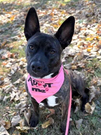 Enlarge Hattie Mae - Name Your Own Adoption Fee, a Adoptable mixed breed in Jefferson, WI image 5/6