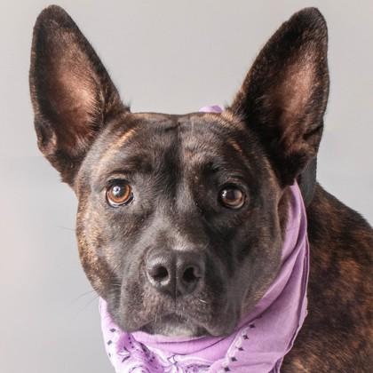 Enlarge Hattie Mae - Name Your Own Adoption Fee, a Adoptable mixed breed in Jefferson, WI image 2/6