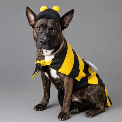 Enlarge Hattie Mae - Name Your Own Adoption Fee, a Adoptable mixed breed in Jefferson, WI image 3/6