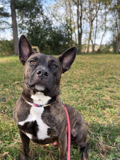 Enlarge Hattie Mae - Name Your Own Adoption Fee, a Adoptable mixed breed in Jefferson, WI image 6/6