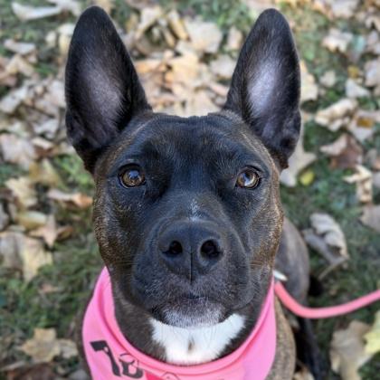 Hattie Mae - Name Your Own Adoption Fee, Adoptable, Adult Female Dutch Shepherd.