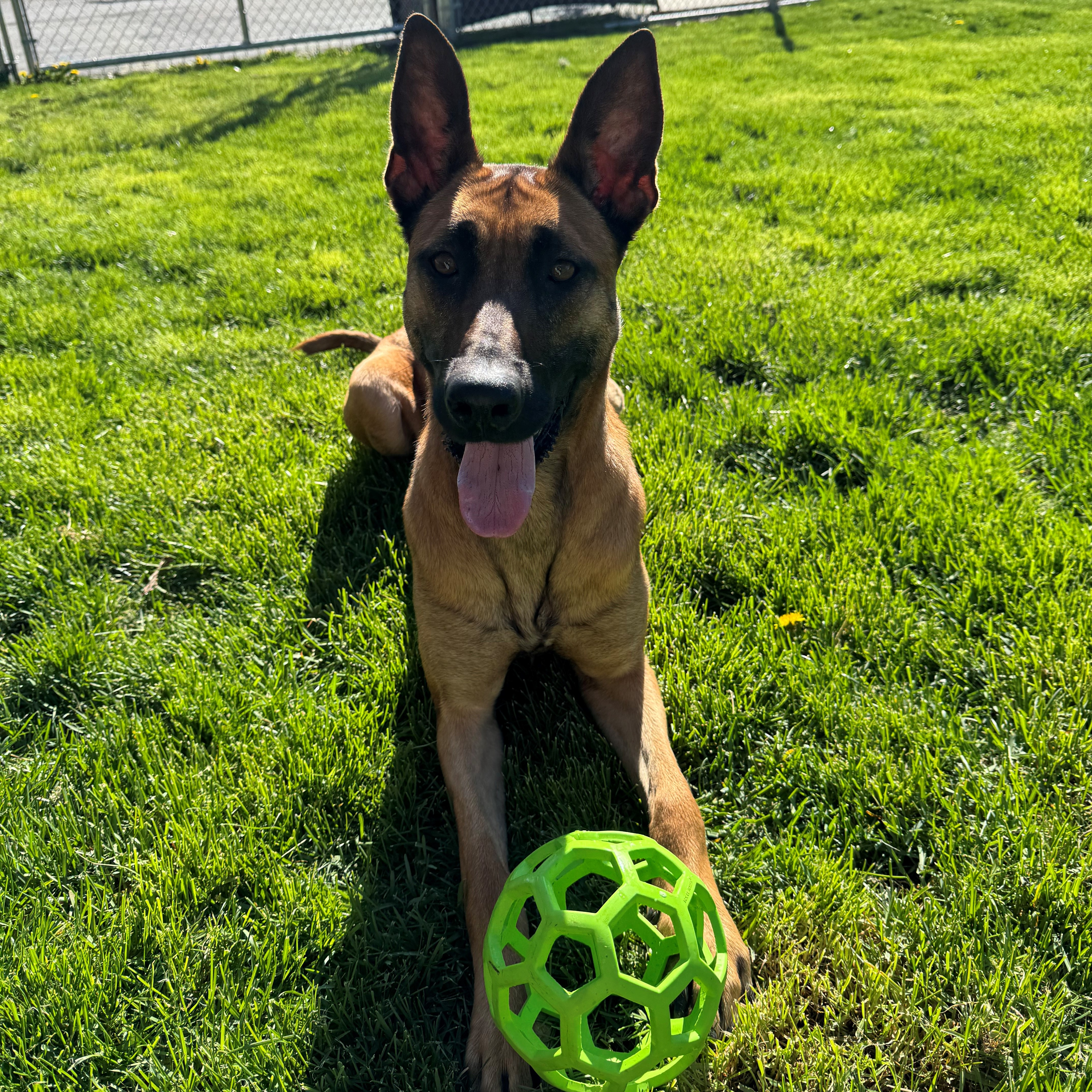 Venus, Adoptable, Young Female Belgian Shepherd / Malinois.