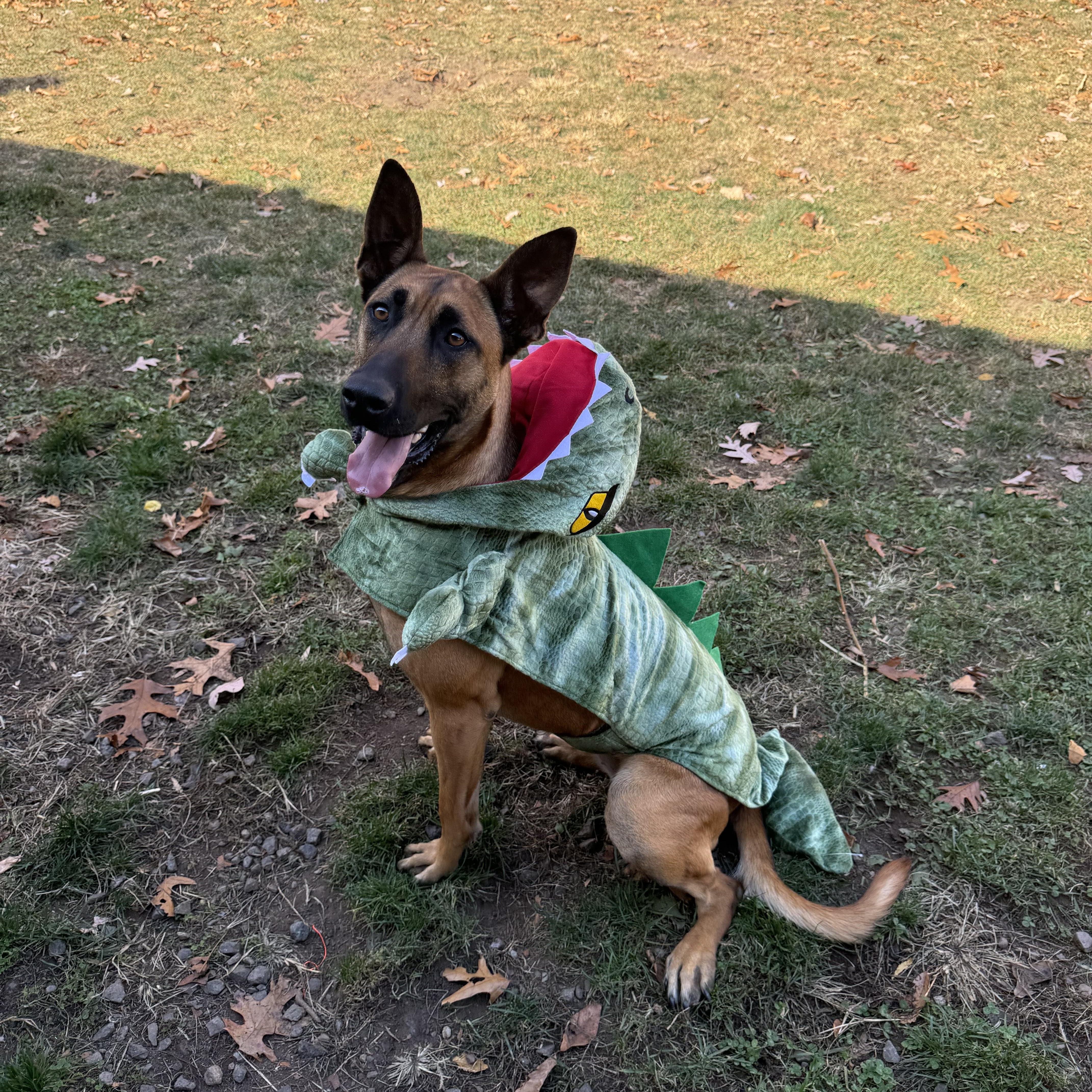 Enlarge Venus, a Adoptable Belgian Shepherd / Malinois in Hopatcong, NJ image 2/5