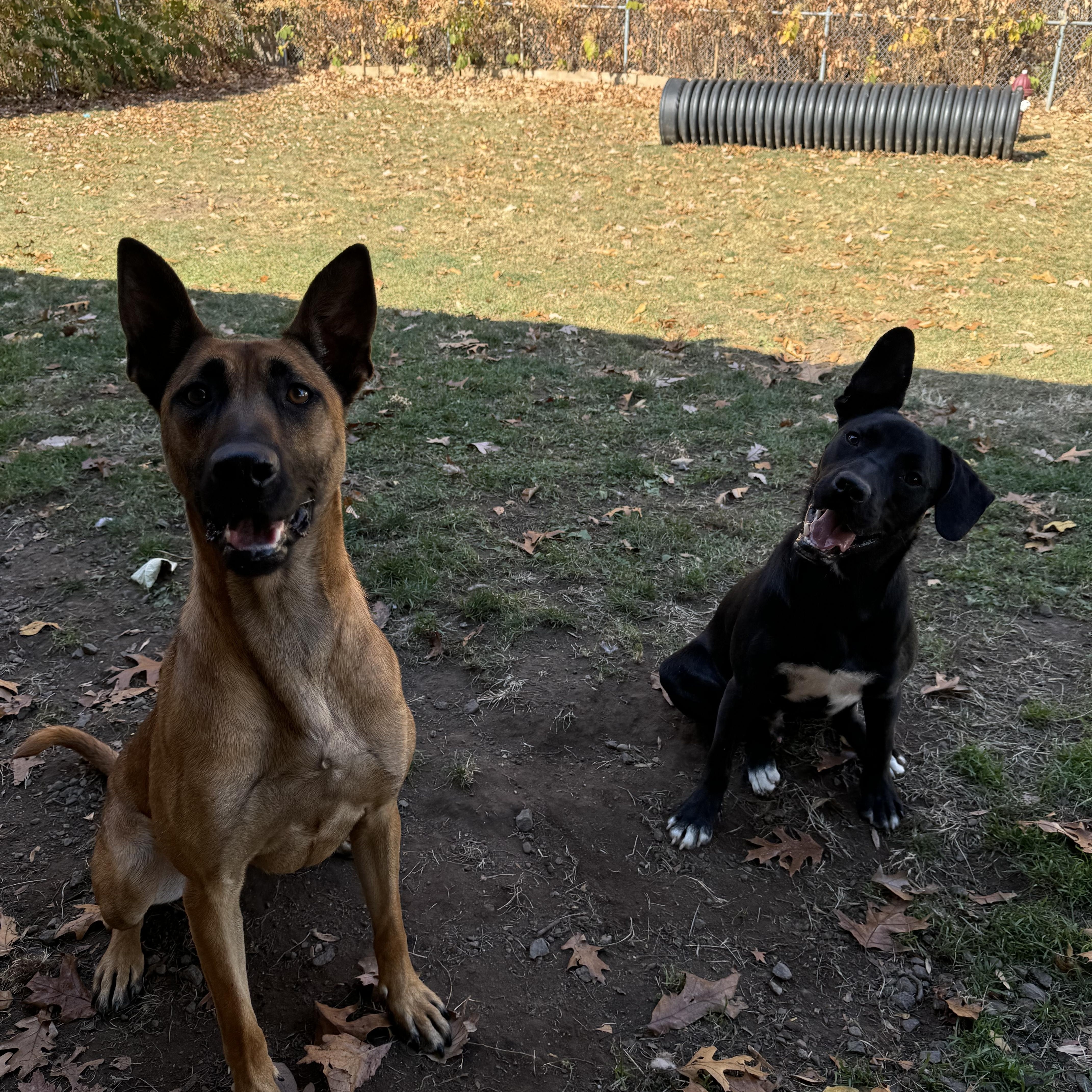 Enlarge Venus, a Adoptable Belgian Shepherd / Malinois in Hopatcong, NJ image 4/5