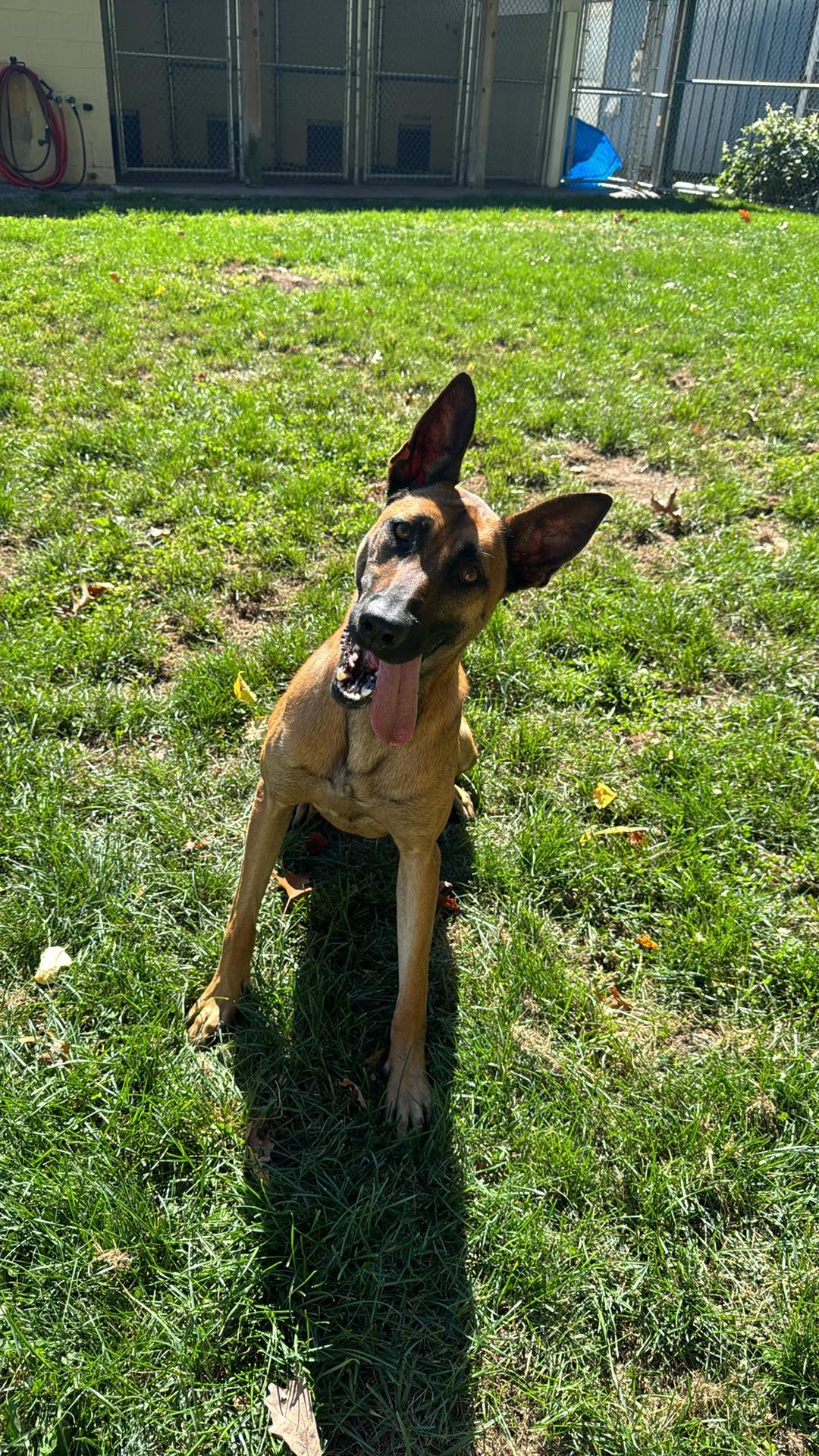 Enlarge Venus, a Adoptable Belgian Shepherd / Malinois in Hopatcong, NJ image 5/5