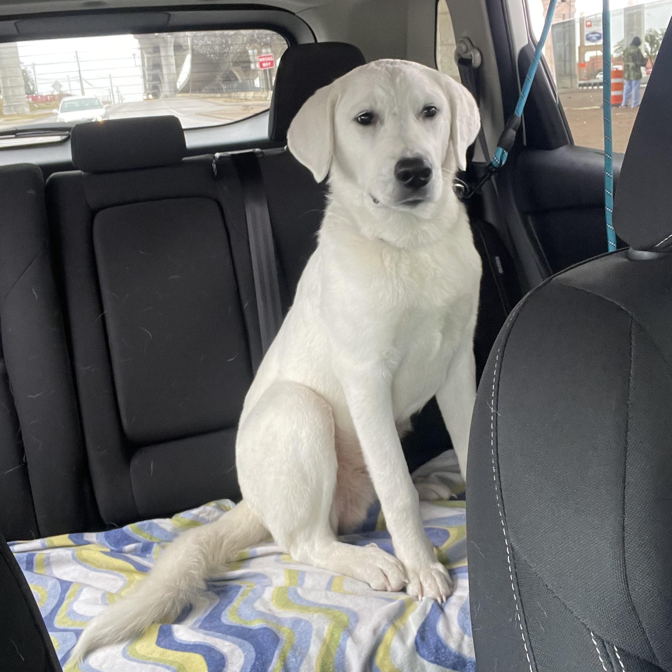 Enlarge Nix, a Adopted Labrador Retriever in Austin, TX image 4/6