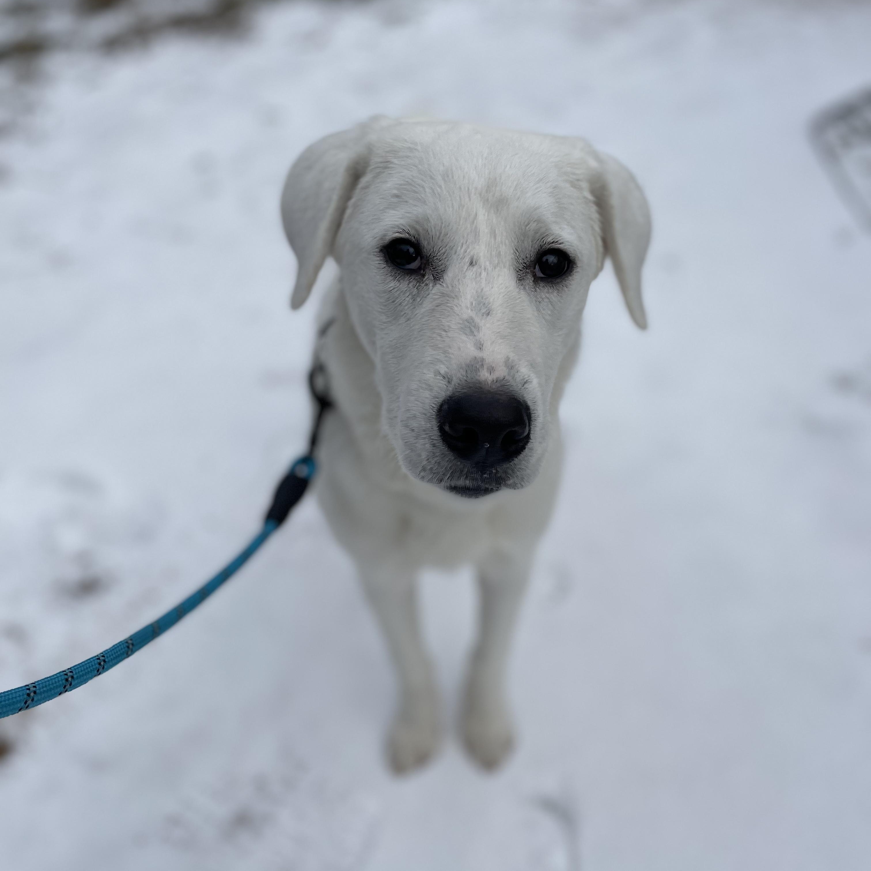 Enlarge Nix, a Adopted Labrador Retriever in Austin, TX image 1/6