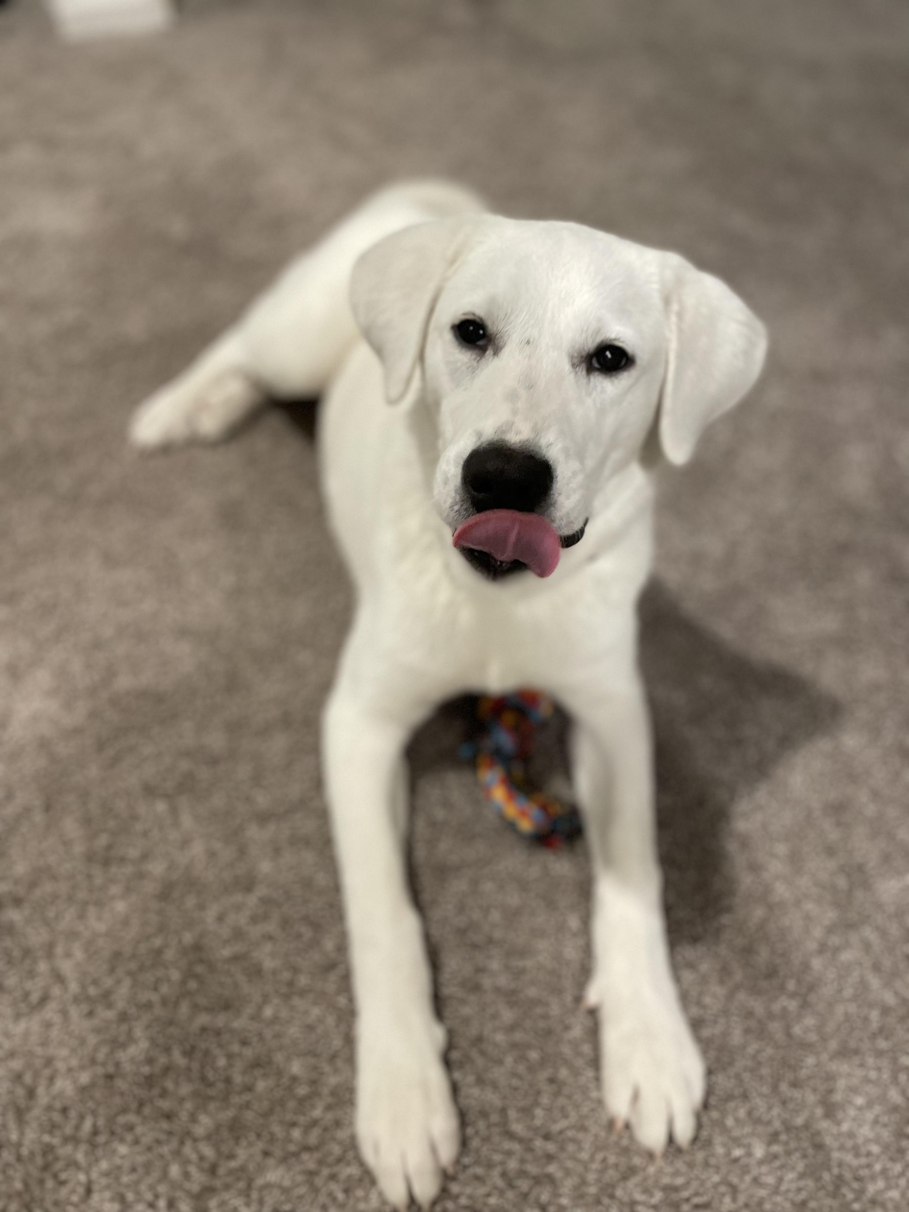 Enlarge Nix, a Adopted Labrador Retriever in Austin, TX image 5/6