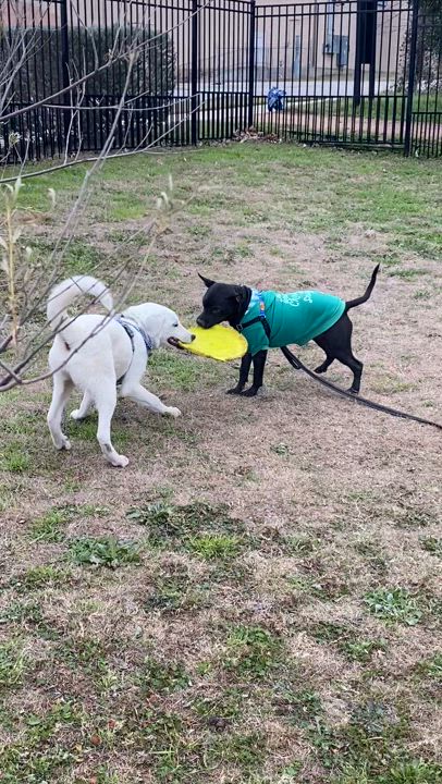 Enlarge Nix, a Adopted Labrador Retriever in Austin, TX video 6/6