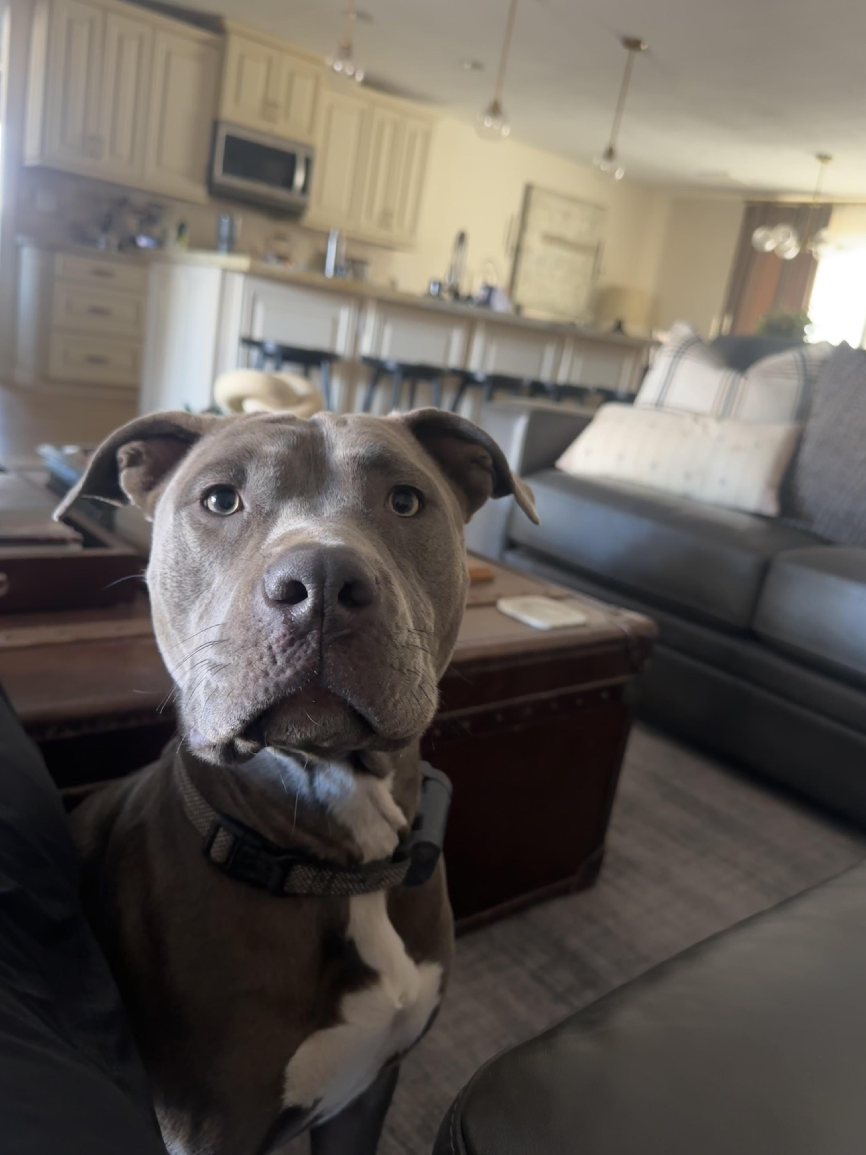 Hazel, adoptable, Adult Female Staffordshire Bull Terrier & Pit Bull Terrier.