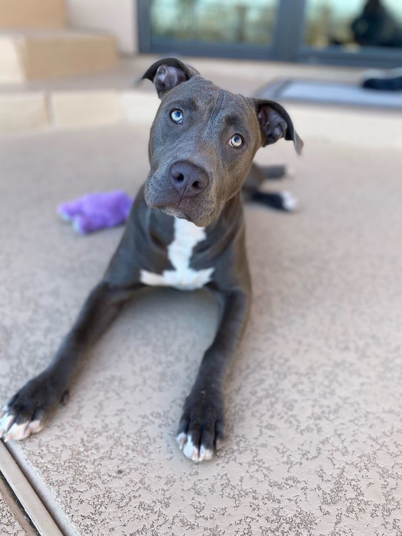 Enlarge Hazel, an adoptable mixed breed in Chandler, AZ image 2/5