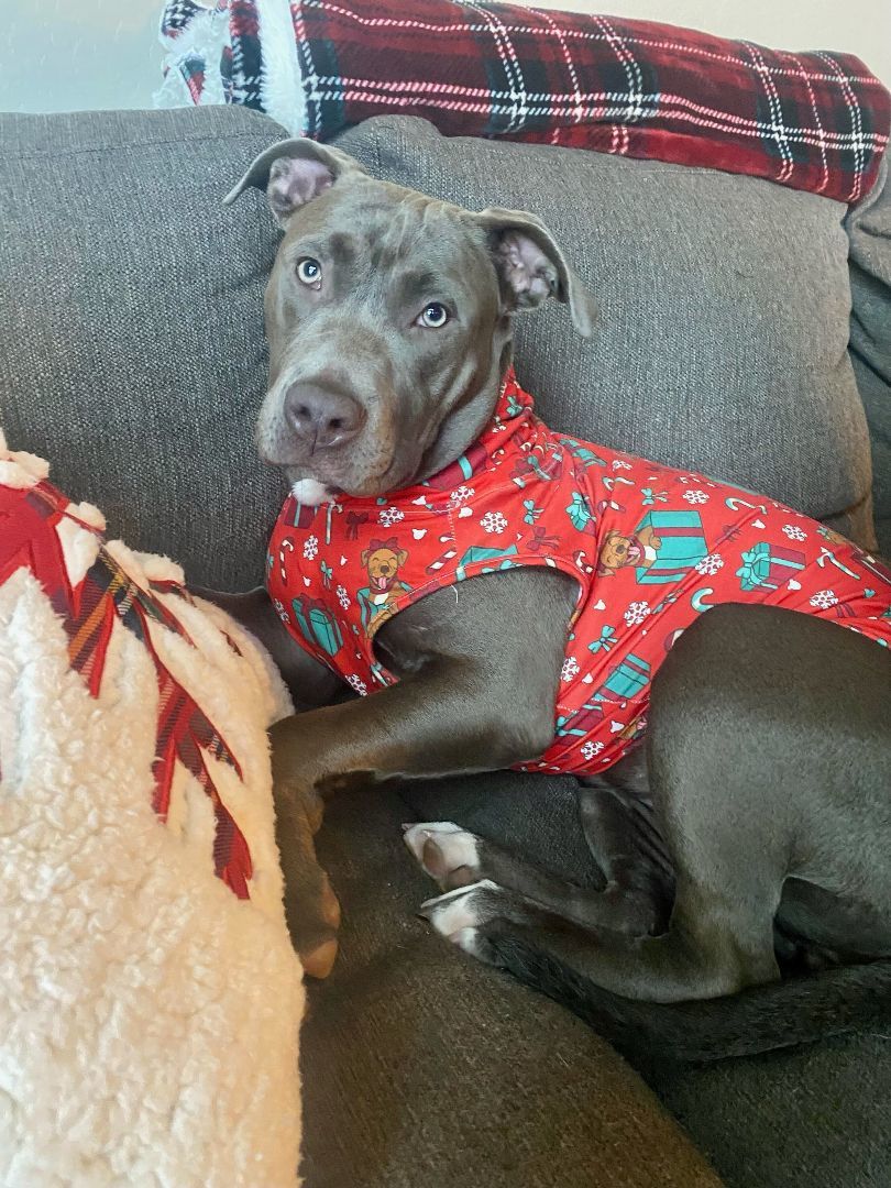 Enlarge Hazel, an adoptable mixed breed in Chandler, AZ image 3/5