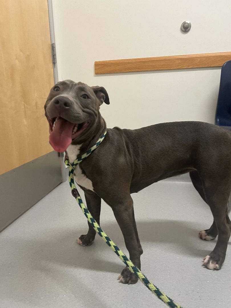 Enlarge Hazel, an adoptable mixed breed in Chandler, AZ image 5/5