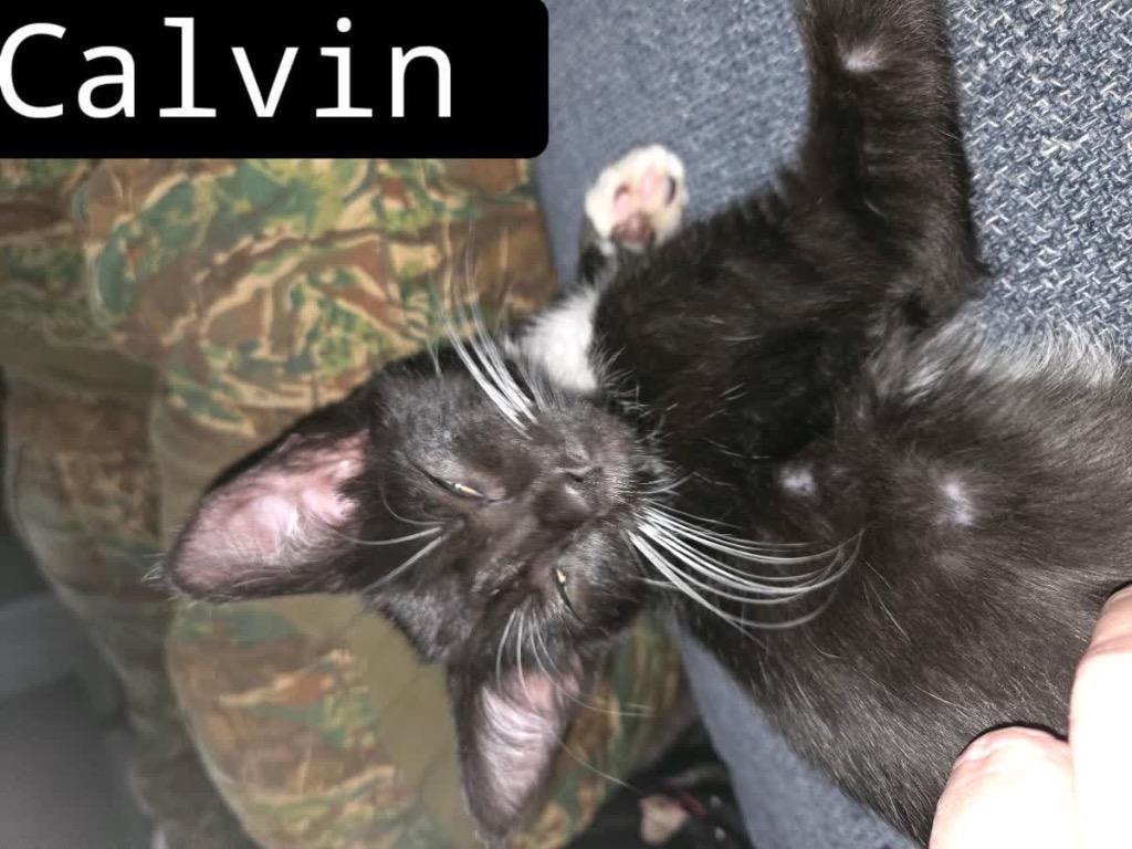 Calvin, Adoptable, Kitten Male Domestic Short Hair.