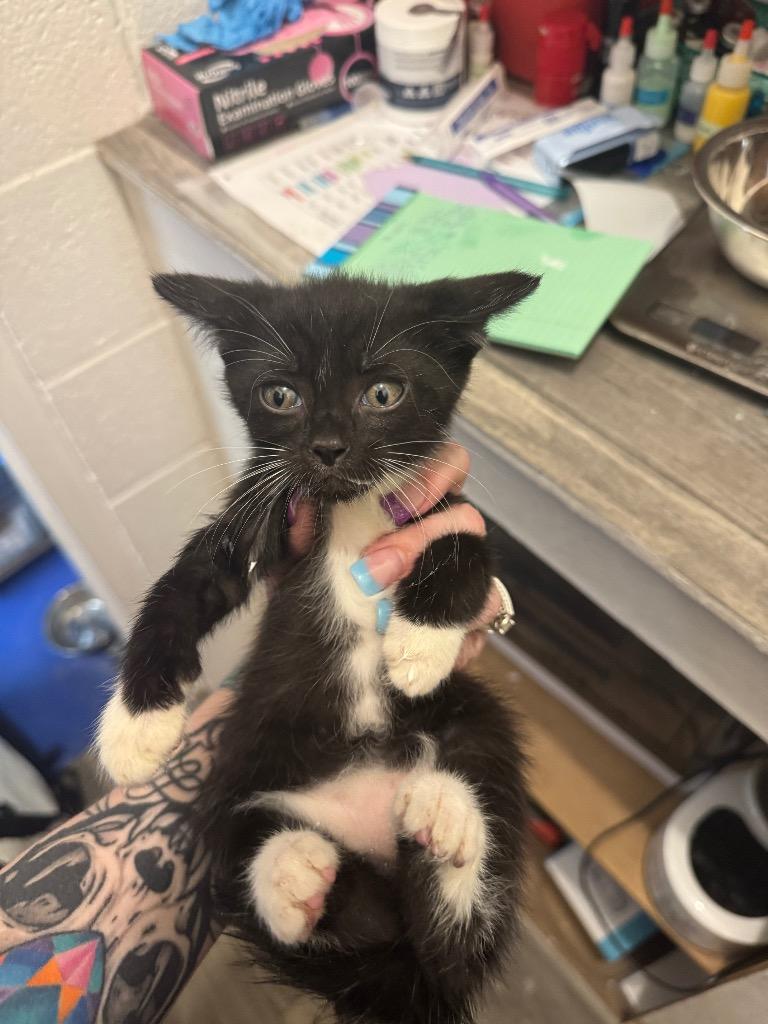 Enlarge Calvin, a Adoptable mixed breed in Johnson City, TN image 2/3