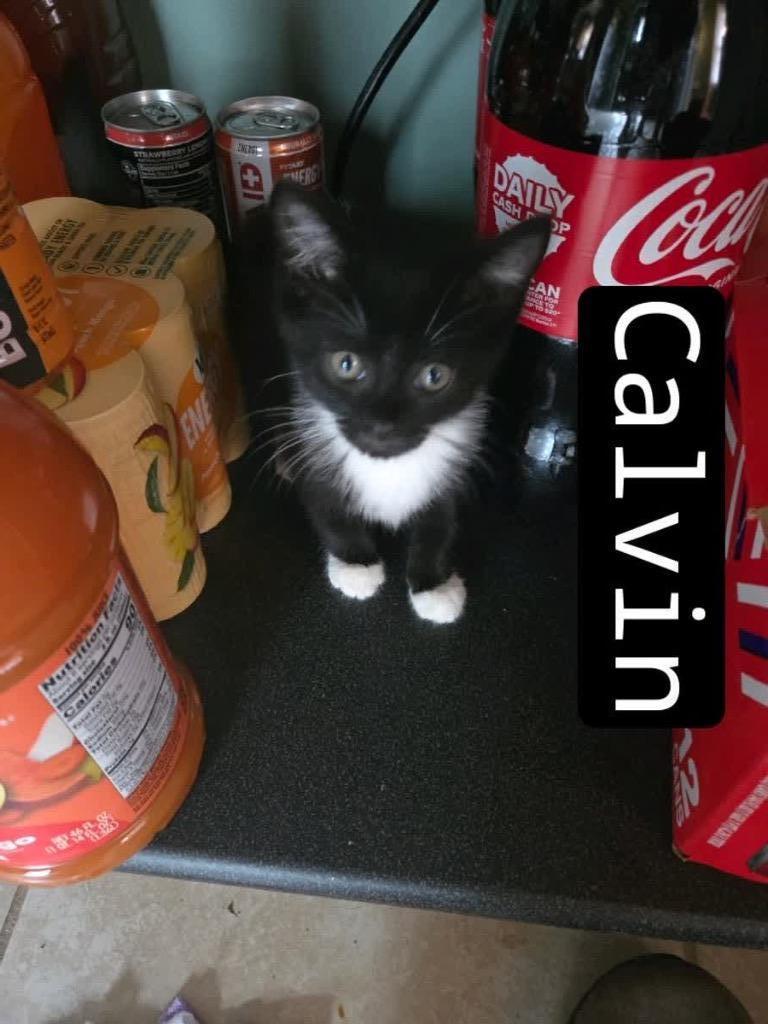 Enlarge Calvin, a Adoptable mixed breed in Johnson City, TN image 3/3