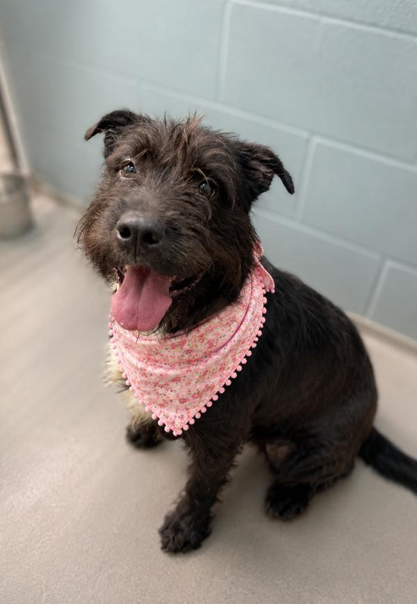 Frazzle, Adoptable, Young Female Airedale Terrier.