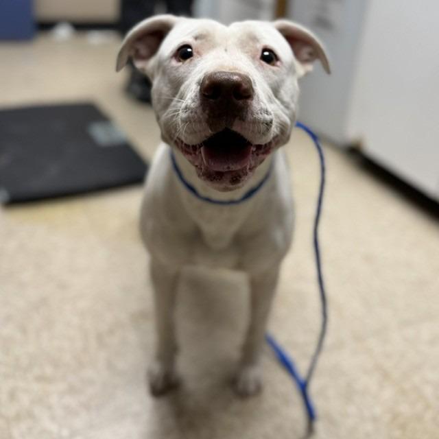 DOG 04/21/2026, Adoptable, Adult Female Pit Bull Terrier.