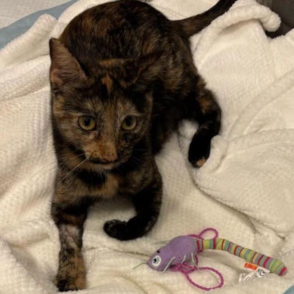 Vivacious Venus thumbnail 2