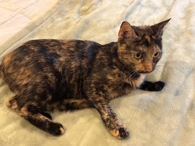 Vivacious Venus thumbnail 3