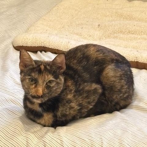 Vivacious Venus thumbnail 4