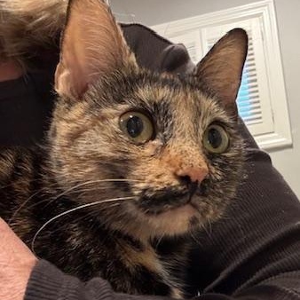 Vivacious Venus thumbnail 6