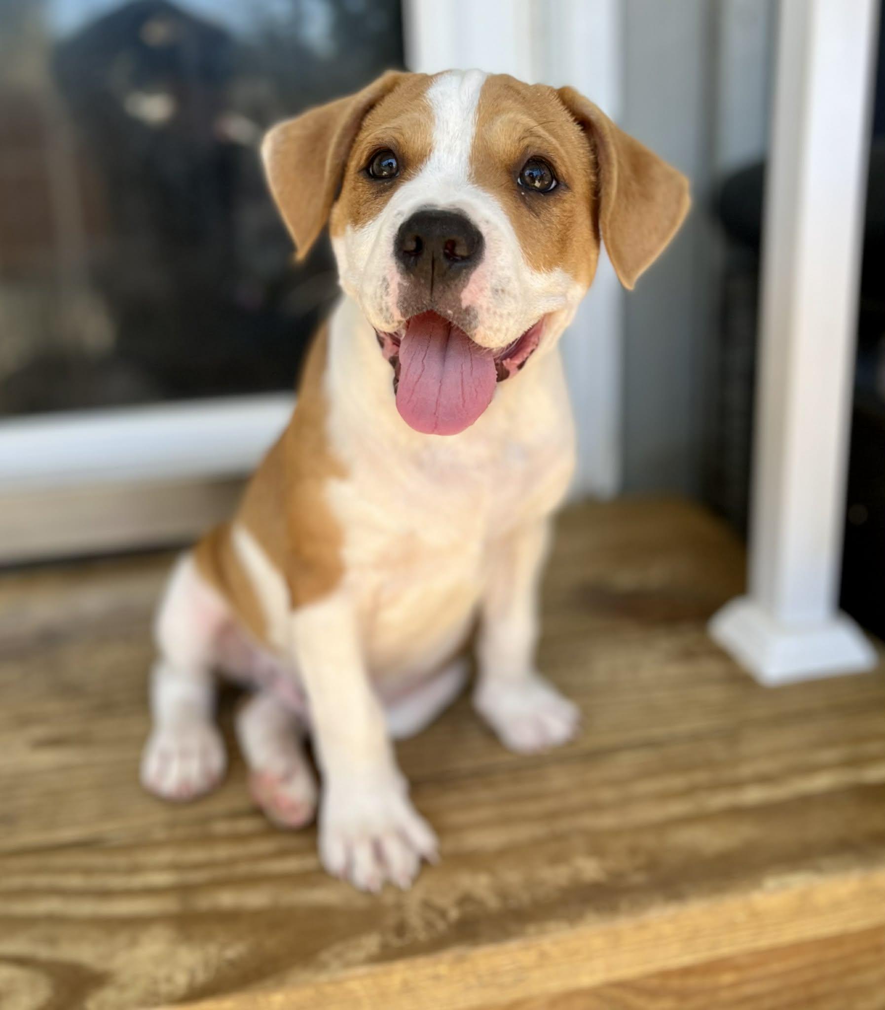 Enlarge Dennis, an adopted mixed breed in Milton, FL image 4/6