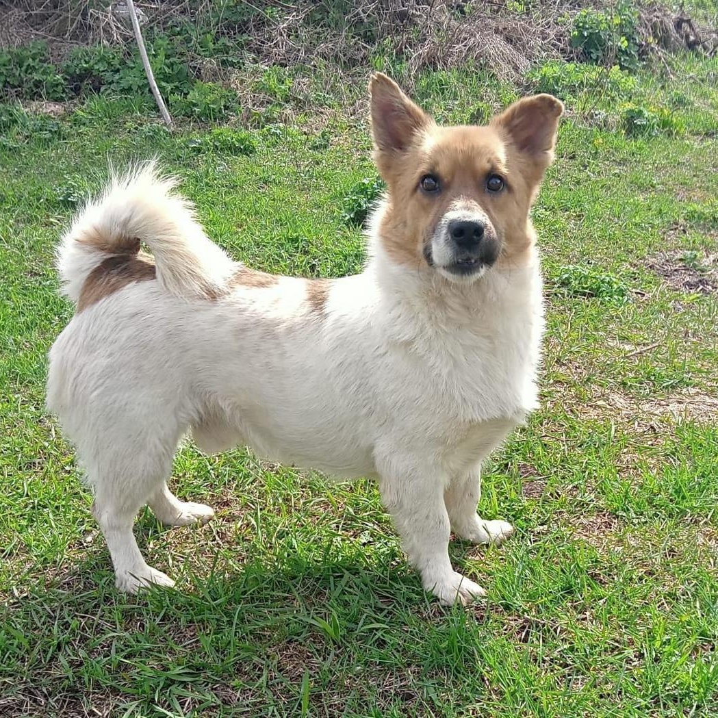 Krosh, a Adopted mixed breed in North York, ON image 1/6