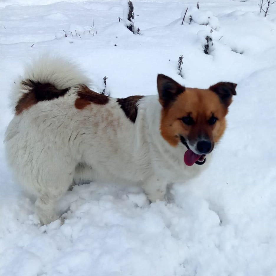 Krosh, a Adopted mixed breed in North York, ON image 2/6