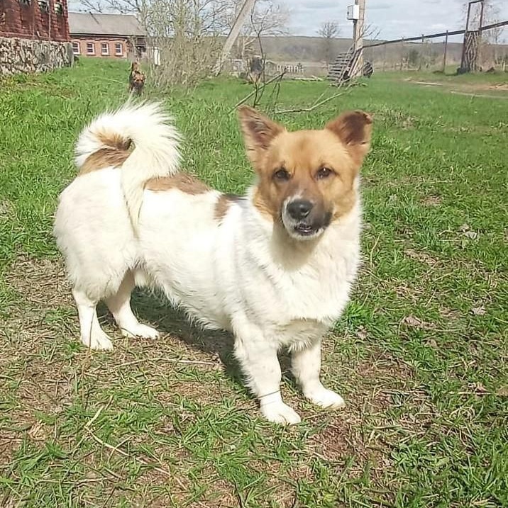 Krosh, a Adopted mixed breed in North York, ON image 6/6