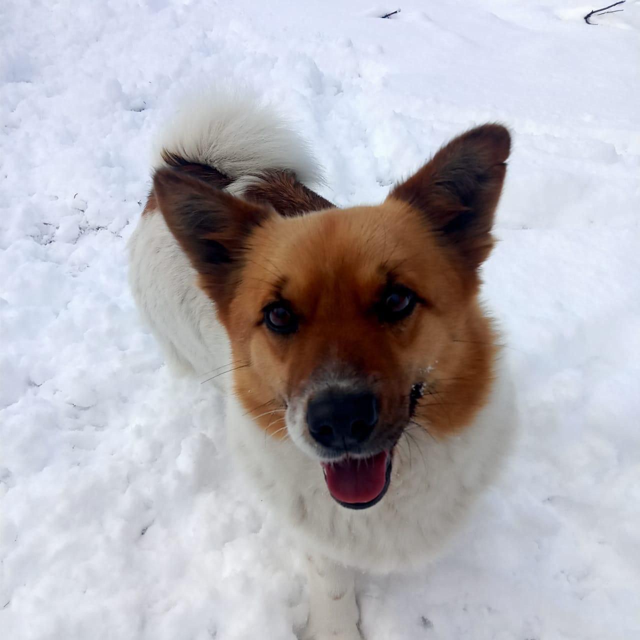 Krosh, a Adopted mixed breed in North York, ON image 3/6