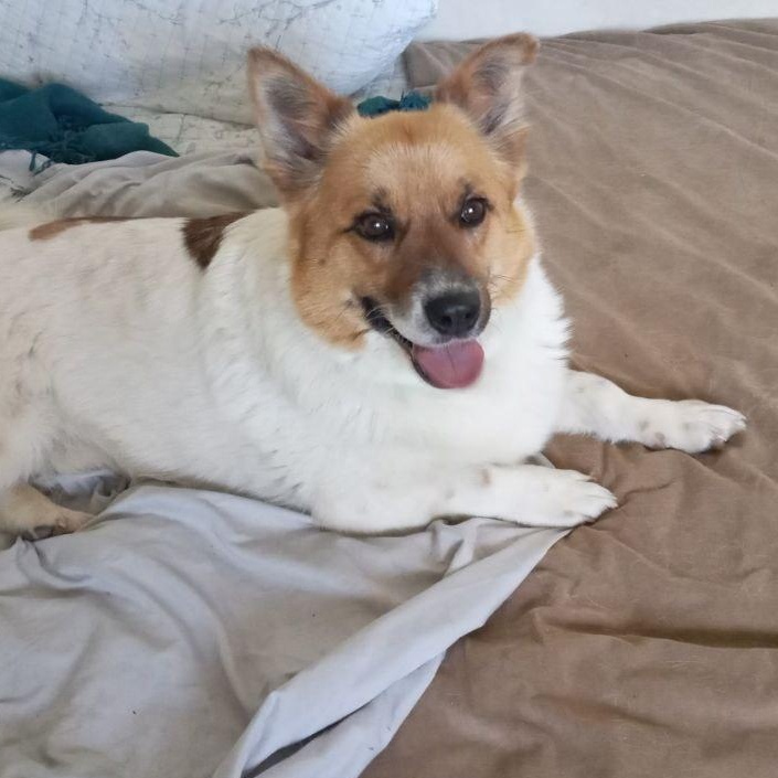 Krosh, a Adopted mixed breed in North York, ON image 4/6