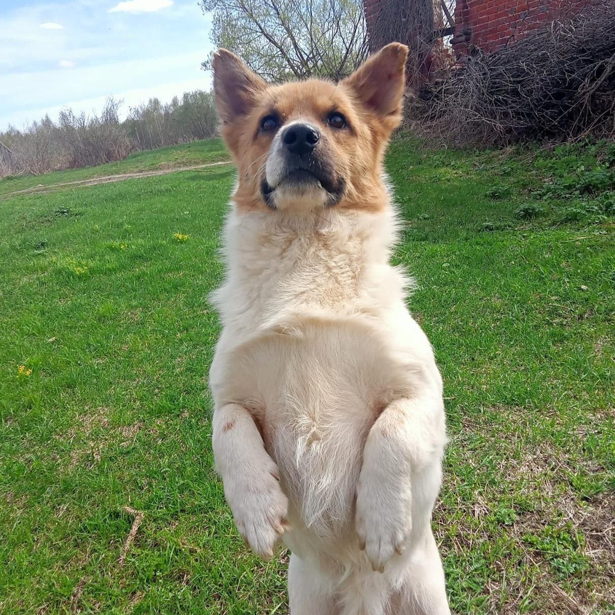 Krosh, a Adopted mixed breed in North York, ON image 5/6