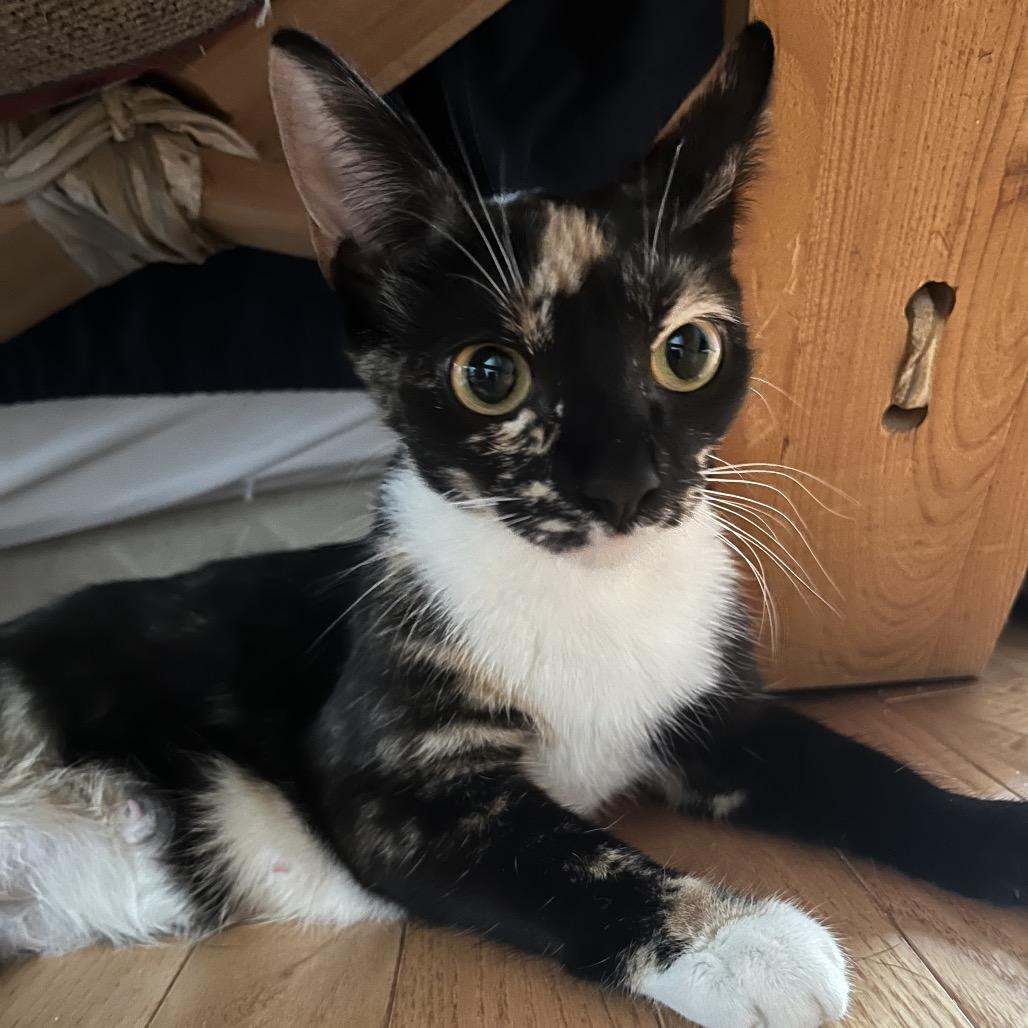Mama Sage, Adoptable, Young Female Domestic Short Hair.