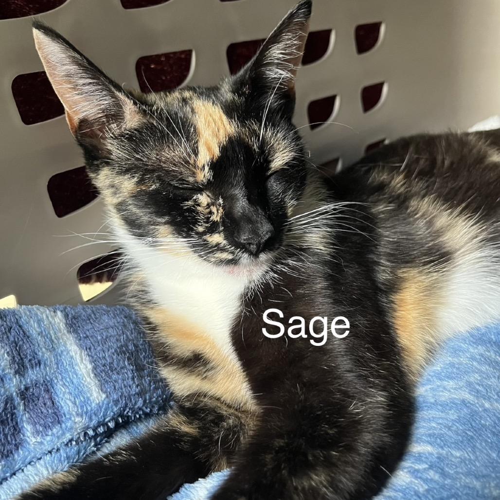 Mama Sage, a Adoptable Domestic Short Hair in Silver Spring, MD image 2/3
